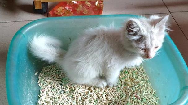 猫咪拉肚子臭绿如何应对（宠物照顾人必须掌握的常见病例）