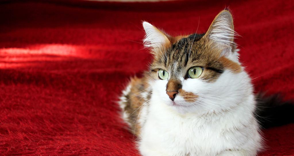 猫咪尿变红，怎么办（原因分析与处理方法）