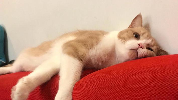 猫咪尿变红，怎么办（原因分析与处理方法）