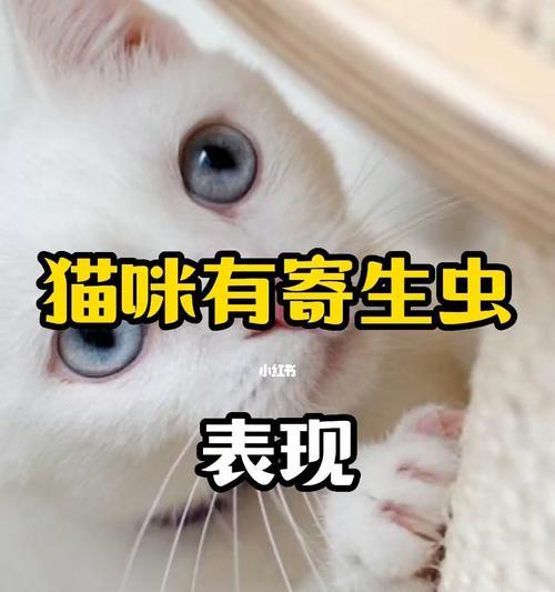 猫咪寄生虫的种类与症状（揭秘猫咪体内潜伏的寄生虫）
