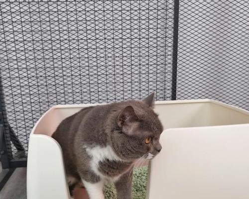 宠物猫咪在户外如厕的管理（保护环境）