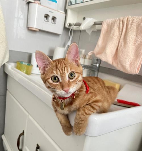 宠物猫咪在户外如厕的管理（保护环境）