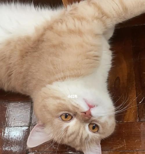 探究猫咪拉屎颜色浅的各种可能原因，提供相应的解决方法（探究猫咪拉屎颜色浅的各种可能原因）