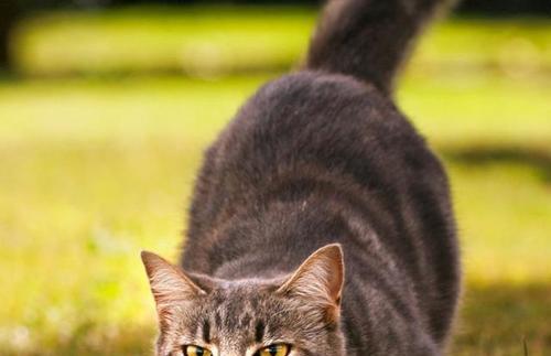 揭秘猫咪拉屎为什么如此臭（探讨猫咪排泄过程中的化学变化和解决方法）