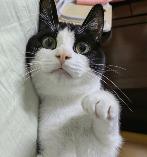 猫咪拉稀怎么办（宠物猫拉稀的原因和危害）