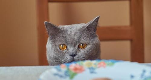 如何让宠物猫不再老爱上饭桌（应对宠物猫的吃饭问题）