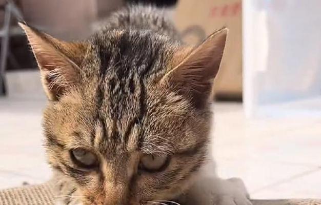 猫咪爱往外跑（如何保护宠物的安全与健康）