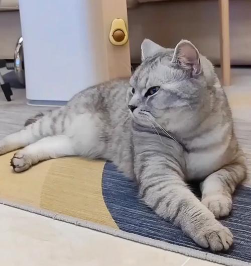 猫咪老打嗝，怎么办（解决宠物喵星人的反胃难题）