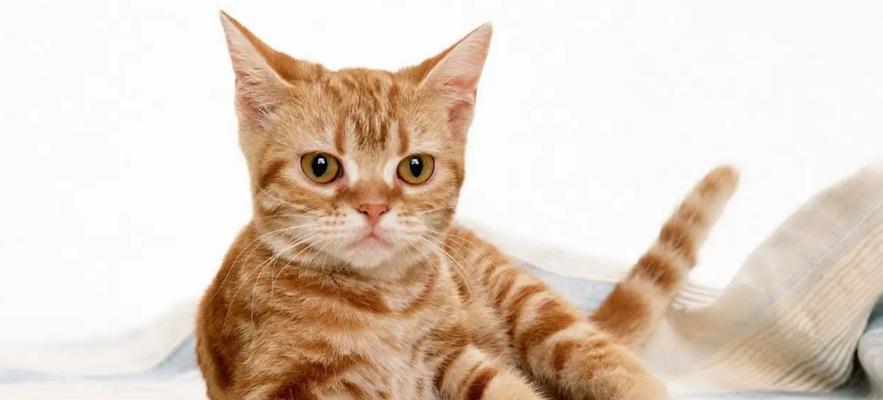 猫咪老打嗝，怎么办（解决宠物喵星人的反胃难题）