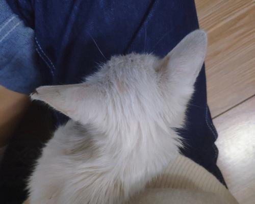 猫咪的咬破癖好（了解为何猫咪老是咬破衣服的原因）