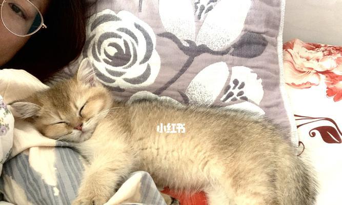 猫咪为什么老是蹭我的鞋（探讨猫咪蹭鞋的原因与解决方法）