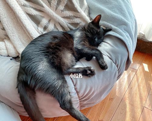 猫咪为什么老是蹭我的鞋（探讨猫咪蹭鞋的原因与解决方法）