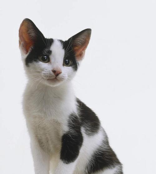 为什么猫咪老是蹲着（探讨猫咪蹲着的原因及其健康问题）