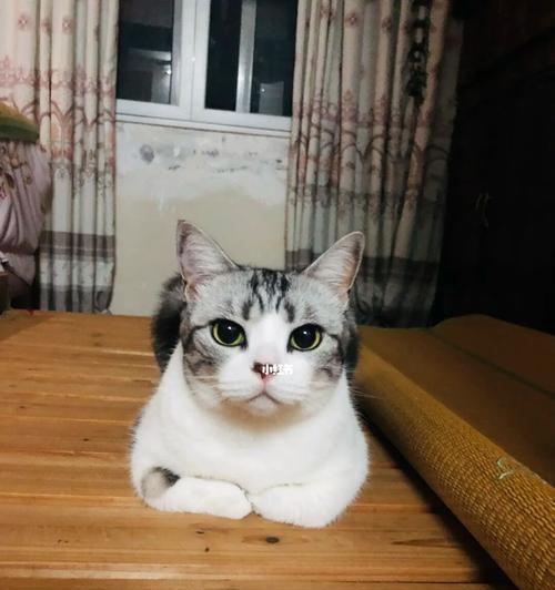 猫咪是人类最佳的倾听者（探究猫咪老是跟人对话的原因及其益处）