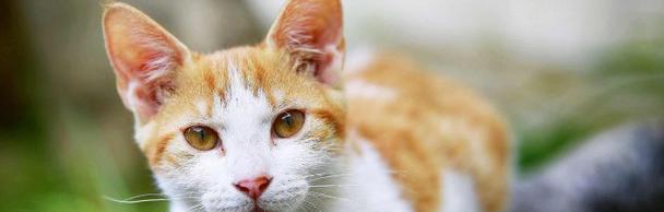 猫咪为何总是跟着呱呱叫声（探究猫咪的行为习惯及心理状况）