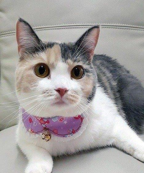 猫咪为何总是跟着呱呱叫声（探究猫咪的行为习惯及心理状况）
