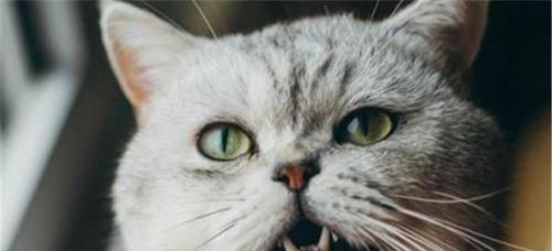 猫咪口臭解决方案（以宠物为主）