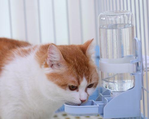 猫咪拉稀水怎么办（宠物主人必看）