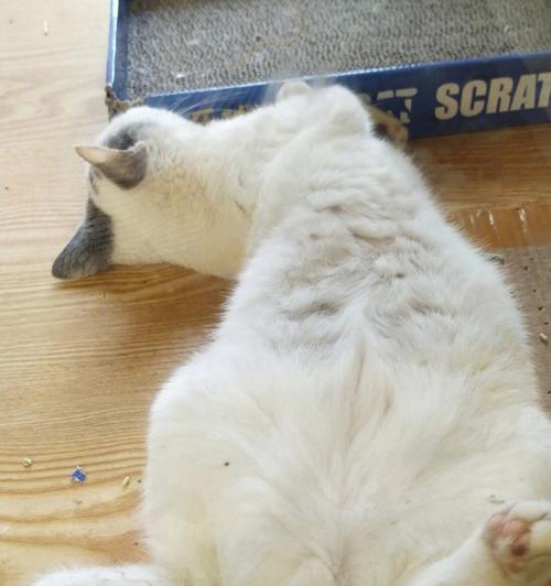 宠物猫总是挠我的脚（探究宠物猫为何喜欢挠主人脚的原因）