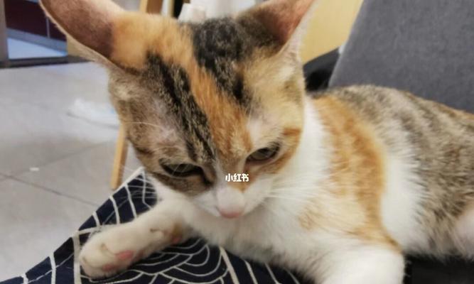 宠物猫总是挠我的脚（探究宠物猫为何喜欢挠主人脚的原因）