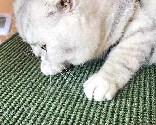 宠物猫总是挠我的脚（探究宠物猫为何喜欢挠主人脚的原因）