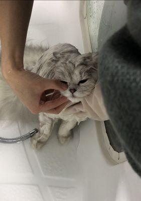 猫咪为何老是脱头挠耳朵（探究猫咪耳朵疾病的成因与治疗方法）