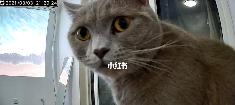 猫咪老是吓唬我，该怎么办（宠物行为问题解决方案）