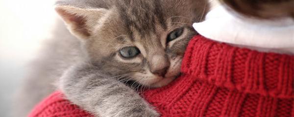 猫咪咬到喉咙里怎么办（宠物猫咪常见行为问题与解决方案）