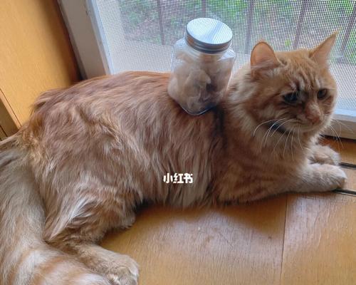 猫咪蹭桌子角的真相（探究猫咪为何老用头蹭桌角）