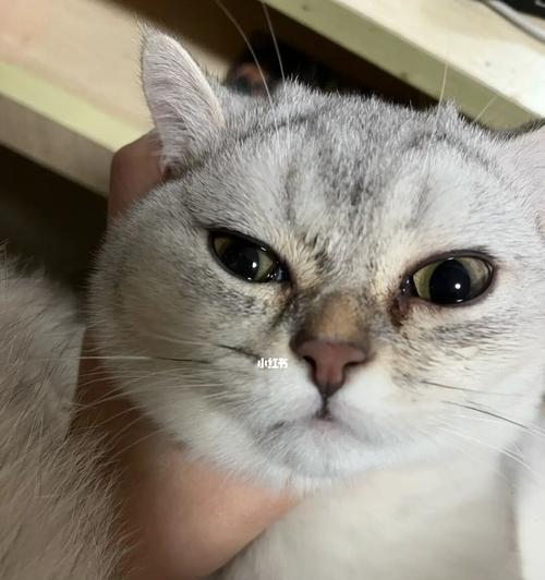 如何清洗猫咪泪痕（宠物爱护必备）