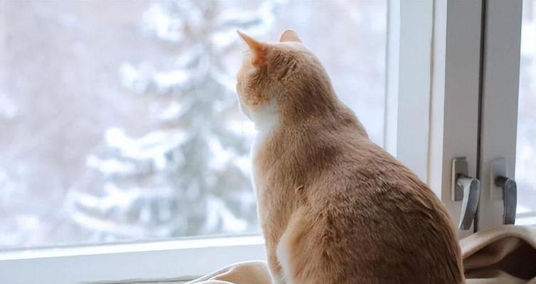 寻找猫咪回家的奇妙之旅（猫咪离家出走的原因及回归之路）