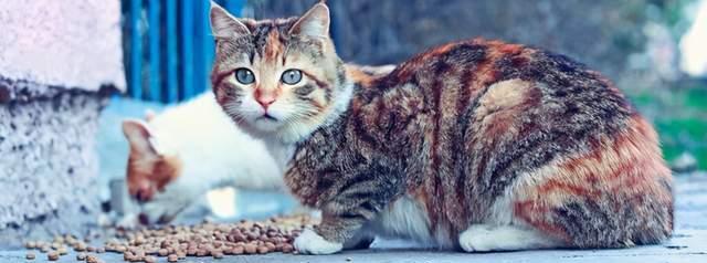 宠物猫咪离家出走（探寻猫咪离家出走的原因和寻找方法）