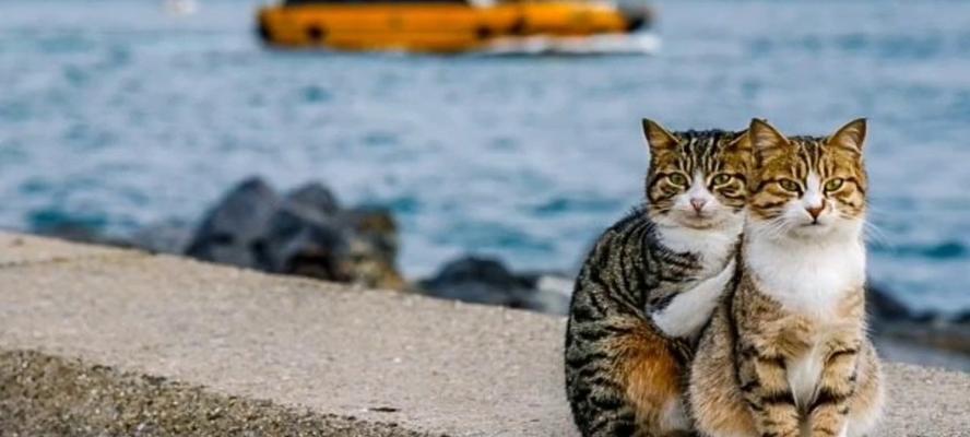 宠物猫咪离家出走（探寻猫咪离家出走的原因和寻找方法）