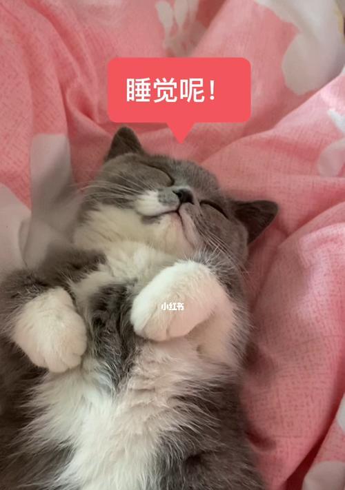 猫咪睡眠习惯解析（以宠物为主）