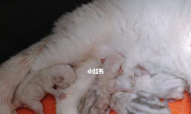 猫咪频繁呕吐的原因与处理方法（宠物健康需重视）