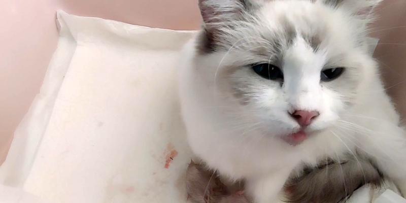 宠物猫咪胎盘问题解析（一旦发生连胎盘的情况）