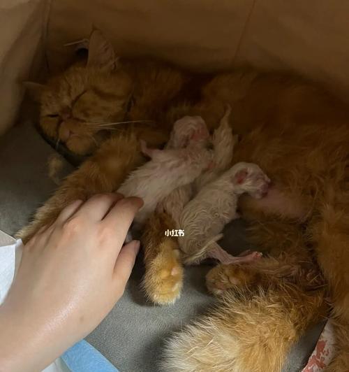 宠物猫咪胎盘问题解析（一旦发生连胎盘的情况）