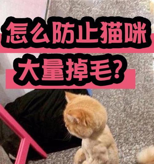 猫咪脸部掉毛，这是为什么（探究猫咪脸部掉毛的原因及解决方法）