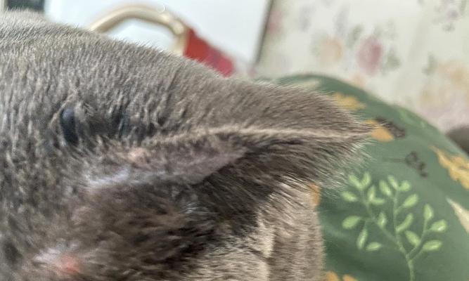 猫咪脸上长了好多疙瘩，怎么办（教你如何正确处理宠物猫咪脸上的疙瘩）