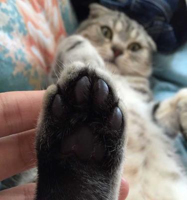 揭秘猫咪脸上黑色结痂的真相（从宠物角度探究猫咪脸上黑色结痂的成因）