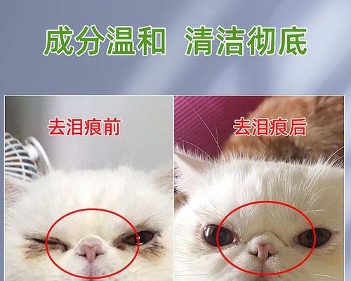 揭秘猫咪脸上泪痕的形成原因（为什么猫咪总是流泪）