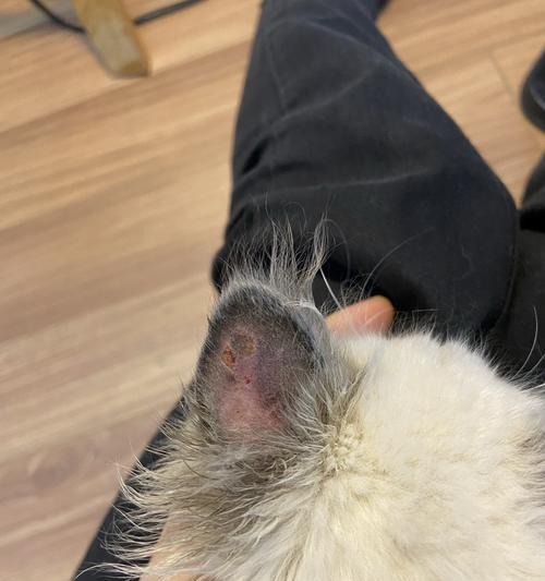 猫咪面部结痂怎么办（宠物猫咪脸上出现小的结痂是什么原因）