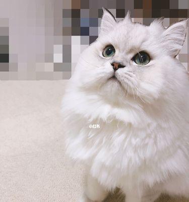 猫咪脸型的认知与观察（探究猫咪脸型特征）