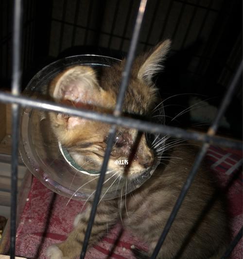 宠物猫咪两天没拉大便怎么办（如何帮助猫咪顺畅排便）