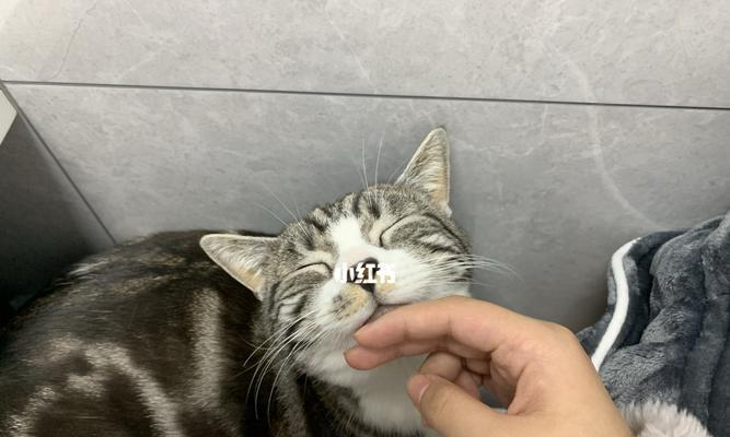 宠物猫淋巴癌早期症状及预防措施（从身体信号中发现猫咪淋巴癌）