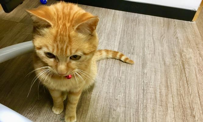 猫咪流黄鼻涕2个月，如何解决（宠物健康不能等）