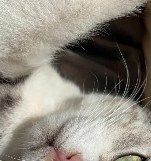猫咪流黄鼻涕2个月，如何解决（宠物健康不能等）