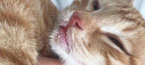揭秘猫咪流口水粘稠透明的真相（探究猫咪流口水的原因和应对方法）