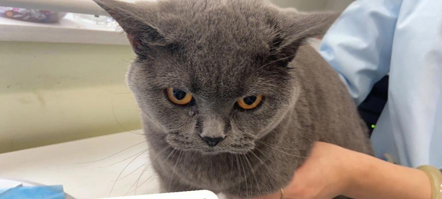 猫咪流泪眼睛（不同品种的猫咪可能出现的眼睛大小差异及如何预防治疗）