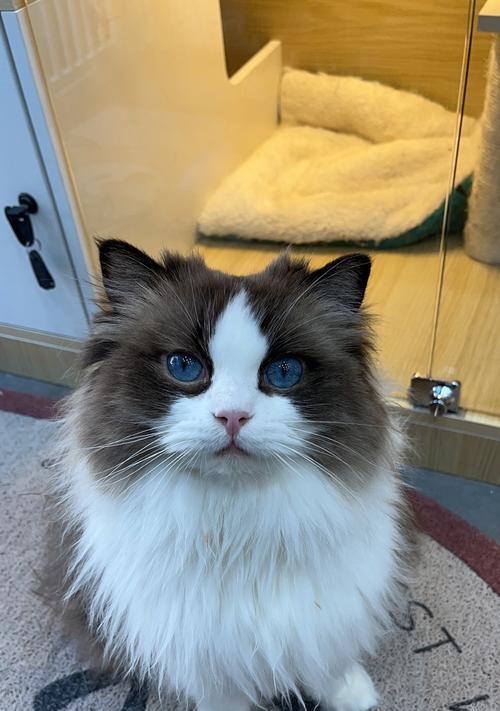 猫咪成长指南——六个月的猫咪可以多大了（从身体特征到行为变化）